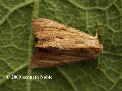 light arches (Apamea lithoxylaea) Kenneth Noble
